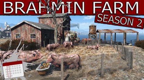 fo4 brahmin in settlements.